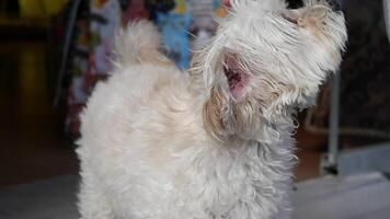 Adorable fluffy dog curiously looking up in a cozy, loving, and comfortable indoor setting video