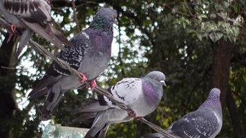 A large flock of pigeons has settled comfortably on a branch in a beautiful natural setting video