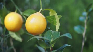 fresh lemons from a lemon tree in a yellow pot in a tranquil garden video