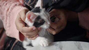 An Adorable Kitten is Being Cuddled by Gentle and Caring Hands with Warm Affection video