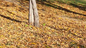 Autumn Serenity Vibrant Leaves Framing a Textured Tree Trunk in the Peaceful Environment video