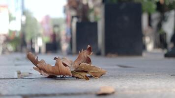 A closeup of autumn leaves scattered across the city sidewalk is beautifully captured video