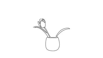 Animated self drawing of continuous line draw beautiful tulips in vase. Real flower decoration. Sends fresh scent throughout room. Plant display. National Flower Days. Full length one line animation video