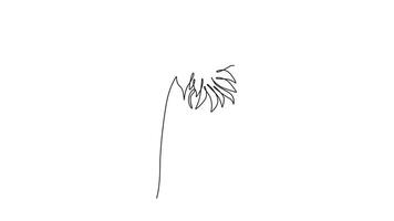 Self drawing animation of single line draw a stalk of sunflower. Growing strong, fresh and giving joy from its color. The leaves are useful as wound healer. Continuous line draw. Full length animated video