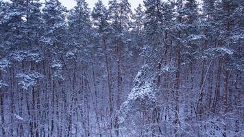 Pine and fir trees forest covered in snow. Aerial landscape from drone view. Christmas is coming. Cold frosty winter season nature background. View from above of snowy country road video