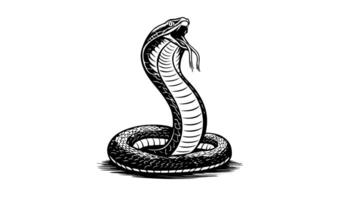 Animation forms a sketch of a cobra snake icon video