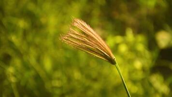 The winter wind blew through the green grass field, swaying the flowers. video