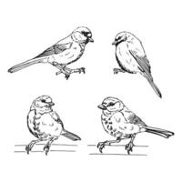 Set of titmouse. Hand drawn illustration. vector