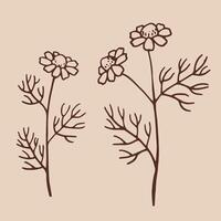 Set of medicinal chamomile. Hand drawn illustration in outline style. vector