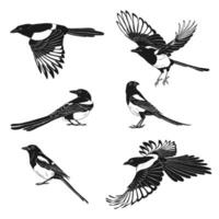 Magpie, flying bird, set. Hand drawn illustration on white background vector