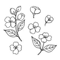 Set of leaves and flowers of jasmine. Hand drawn illustration in outline style. vector