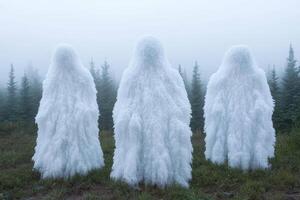 Mysterious snow covered trees in a misty forest photo