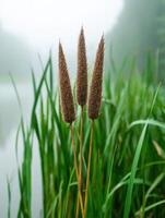 Tall grass with brown spikes in misty field photo