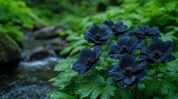 dark flowers in lush green foliage photo