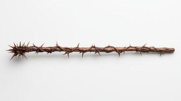 Thorny branch with sharp spikes photo