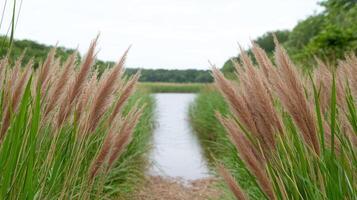 Peaceful nature scene with tall grass and a serene lake photo