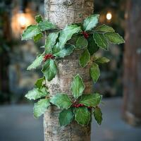Festive holly branch with red berries on a birch tree trunk photo