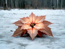 Glowing poinsettia flower in snowy forest photo