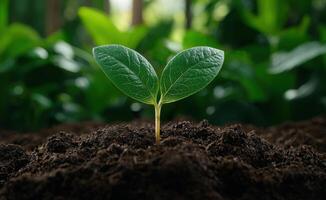 Sprouting seedling emerging from soil photo