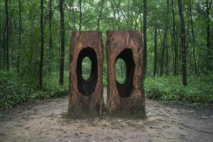 Mysterious tree trunks with hollow arches in lush forest photo