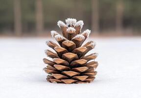 Frosted pine cone on snowy surface photo