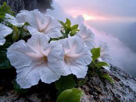 Stunning white hibiscus flowers in front of a misty waterfall photo