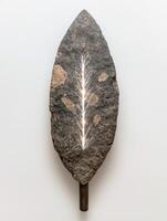 Fossilized leaf imprint on stone photo