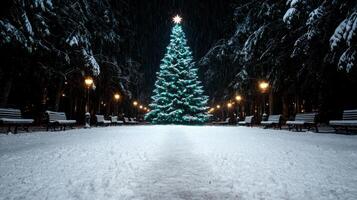Illuminated christmas tree in snowy park at night photo