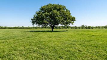 Lone tree in a lush green field photo