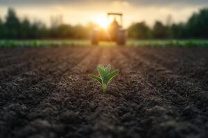 Sprouting seedling in plowed field at sunset photo