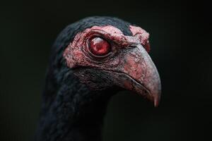 Close up of a red eyed bird photo