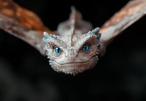 close up of a unique reptile with striking blue eyes photo