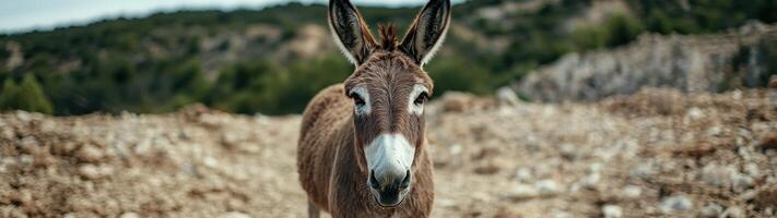 close up portrait of a curious donkey in a rural landscape photo