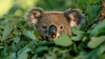 Curious koala peeking through leaves photo