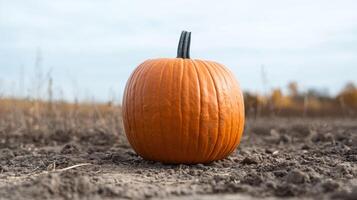 Vibrant orange pumpkin on autumn field photo