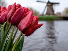 Vibrant red tulips with a windmill in the background photo