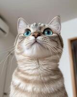 Captivating close up of a curious cat with striking blue eyes photo