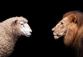 Powerful lion and gentle sheep face to face photo