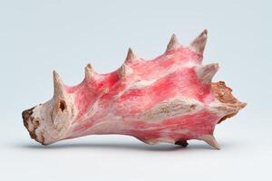 Vibrant red seashell with intricate patterns photo