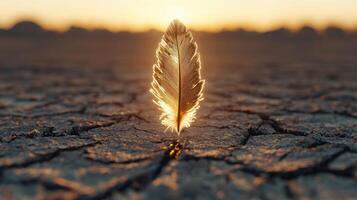 A feather is sitting on the ground in a dry field photo