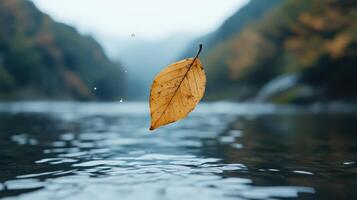 Autumn leaf floating on serene lake photo