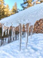 Icicles on a snowy branch photo