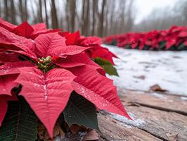Vibrant red poinsettia flowers in a snowy forest photo