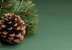pine cone on green background photo