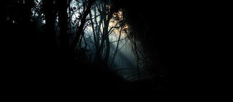 sunlight filtering through a dusty forest path photo