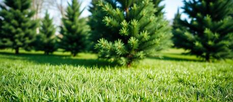 close- view green grass blurred evergreen trees photo