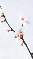 delicate white blossoms with pink centers bloom on a twig photo