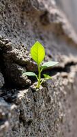 green sprout pushing through a cracked surface photo