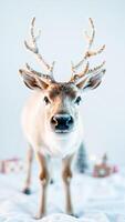 young deer with snow-covered antlers looks directly at the camera photo