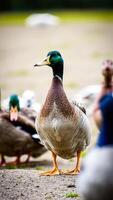 mallard duck stands on a pebbled path photo
